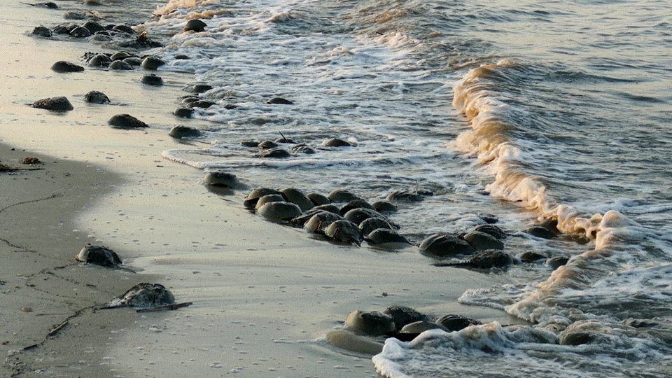 A .gif depicting horseshoe crabs washing up on a shore