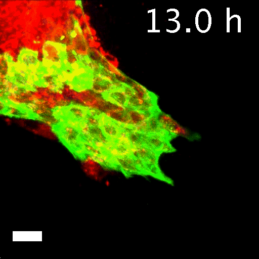 Ainmated gif showing green cells invading and red cells following