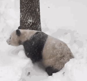 Animated GIF shows a panda playing in the snow