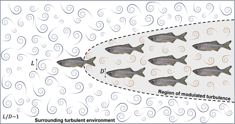 A diagram of fish