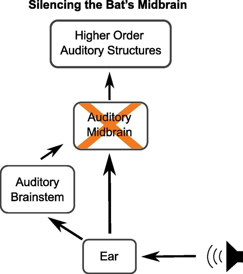 A flowchart show the sequence of silencing a bat's midbrain