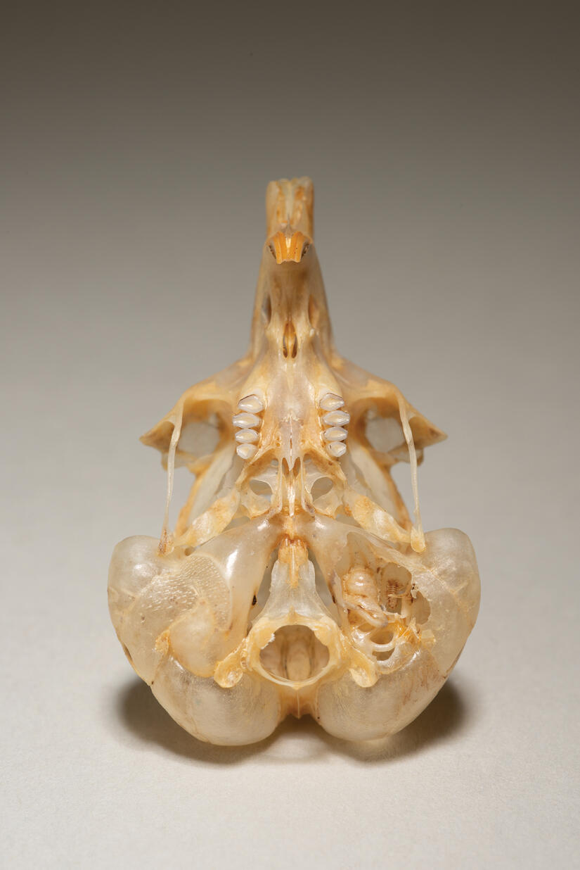 a skull of a desert rat