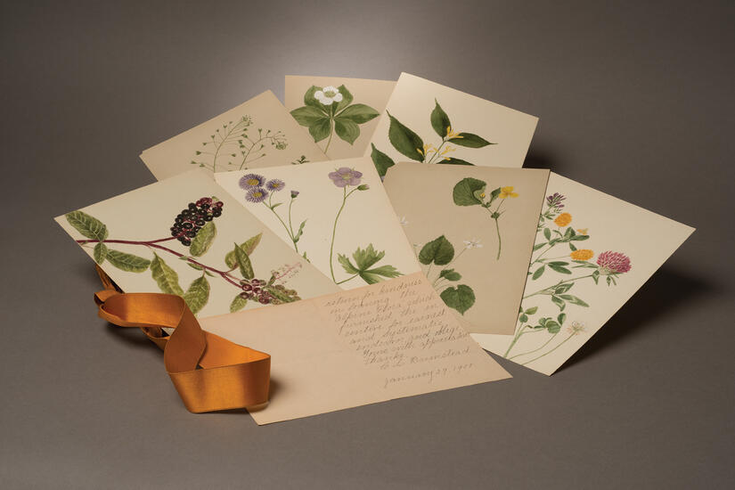 Photograph of postcards featuring illustrations of wildflowers arranged on a surface