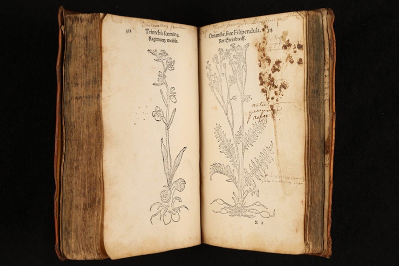The stained and aged pages of a small book show an outline drawing of a plant and its root system