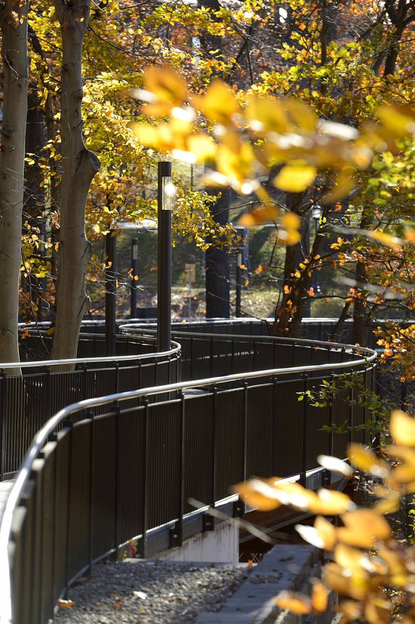 Trees' leaves turn yellow