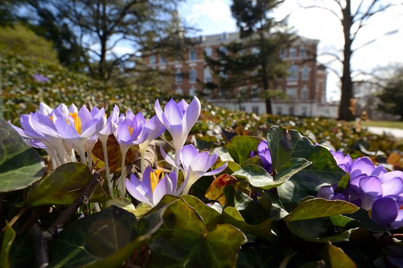 Purple crocuses bloom