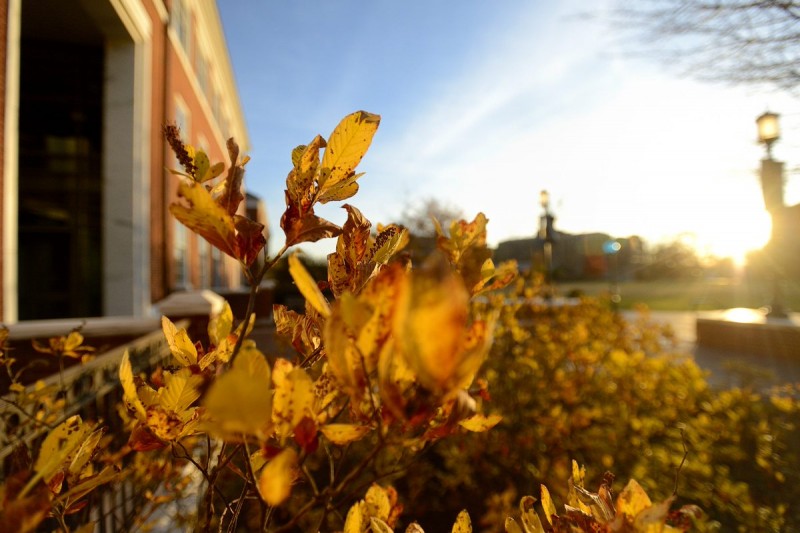 Leaves in fall