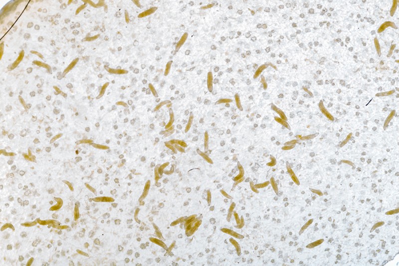 Starting small: Scientists' efforts to map the brain, neuron by neuron