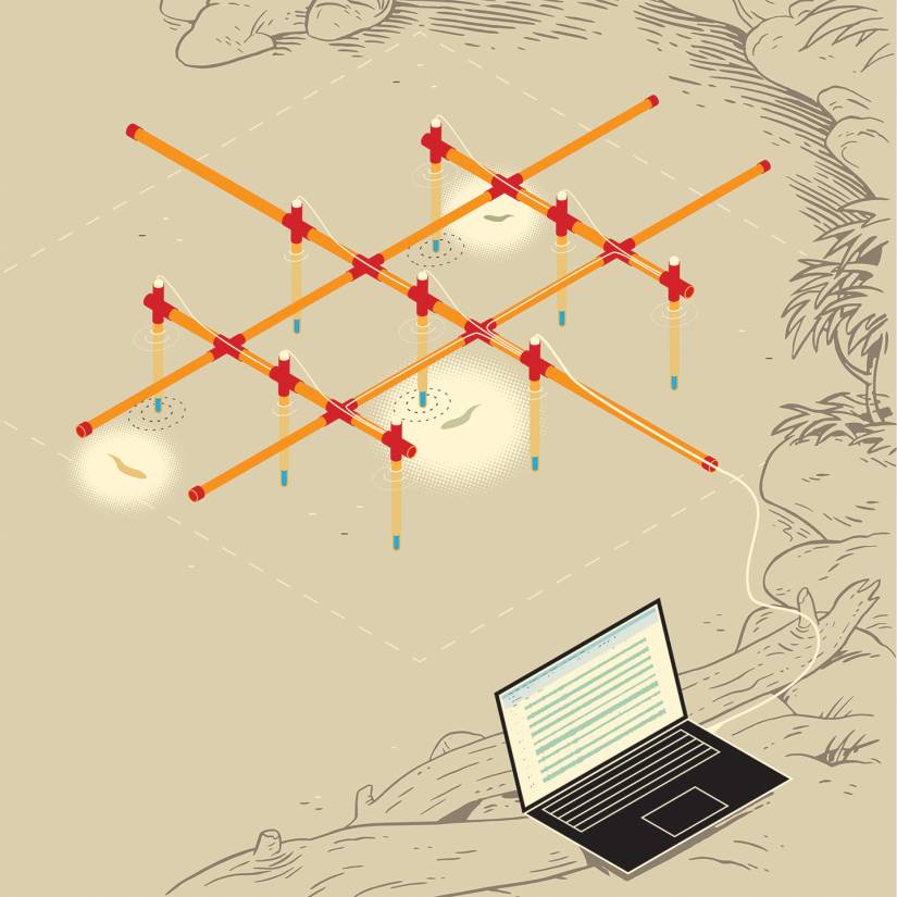 Illustration of a grid to detect electric fish