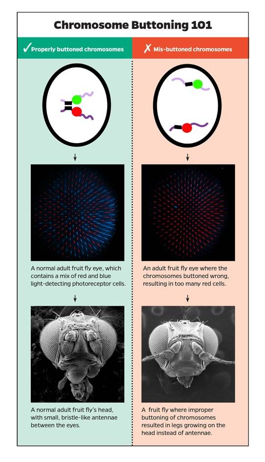 Guide to Chromosome Buttoning