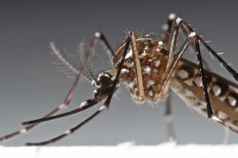how-best-to-behead-a-mosquito-hub