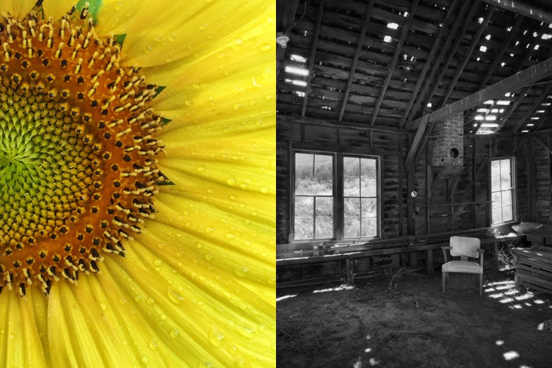 Closeup of a yellow flower on left. At right, an abandoned building in black and white