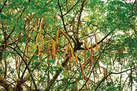 moringa tree leaves