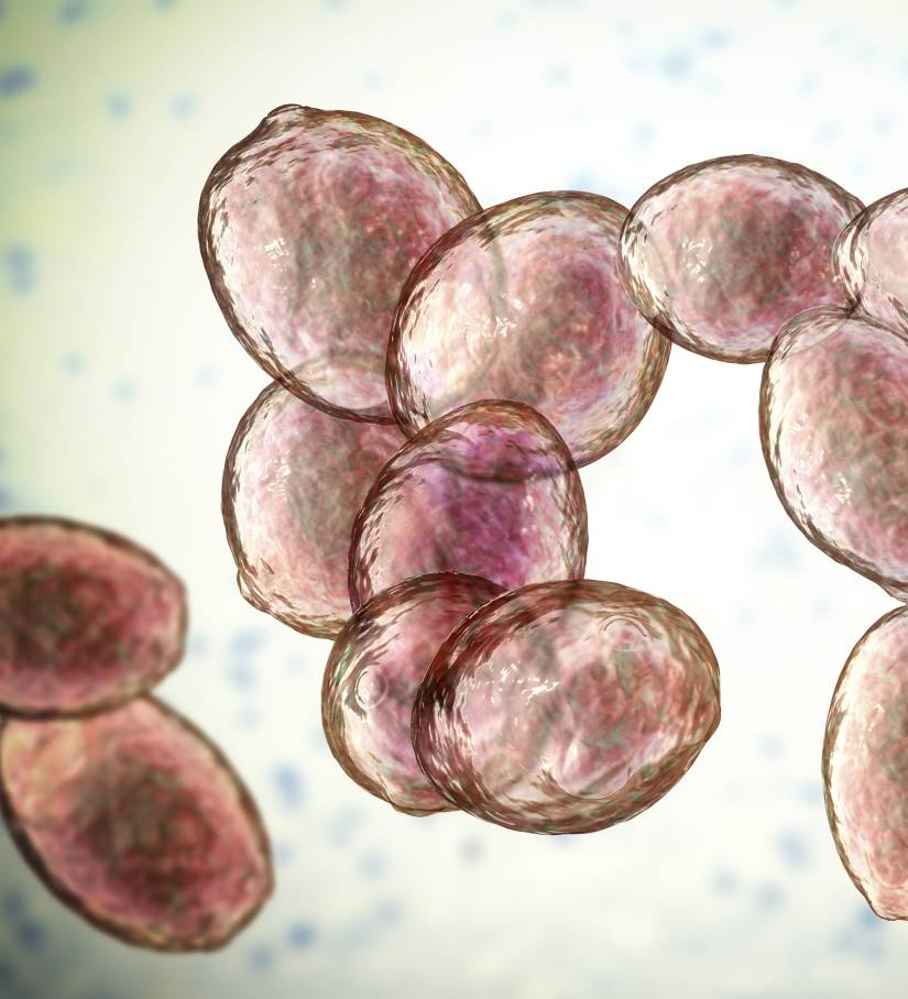 Researchers discover yeast selfdestruct pathway Hub