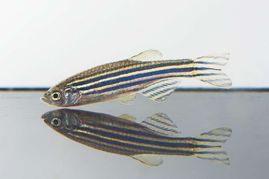 zebrafish research for eyesight