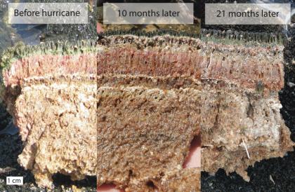 Image shows a cross-section of a sponge-like material with similar growth pre-hurricane and 10 months and 21 months after a hurricane