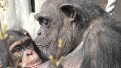 An ape kisses a younger ape
