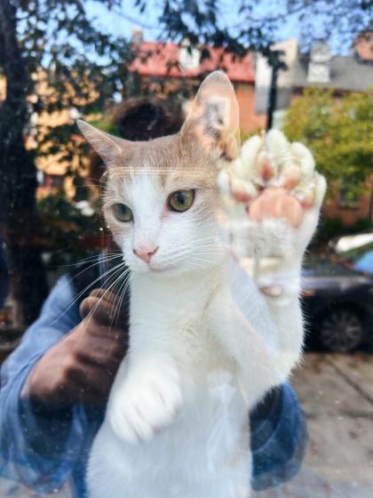 A white and orange cat puts his paw on a window