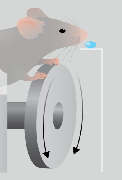 Mouse experimenting with a wheel