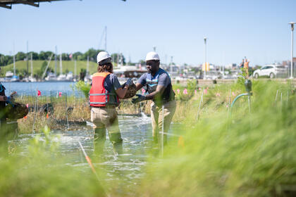 Omar Lloyd and another person plant oysters in the Harbor Wetland exhibit