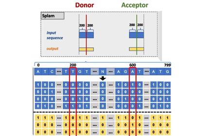 A diagram explaining how the Splam method of gene splicing works.