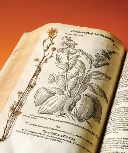 An old book lies open on a table. In it is an illustration of a plant; next to it is a 450-year-old pressed flower with yellow petals.