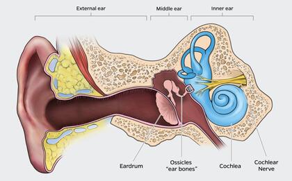 Annotated diagram of human ear shows external ear, leading to the middle ear which includes the eardrum and ossicles, or ear bones, and then to the inner ear, which includes the cochlea and cochlear nerve