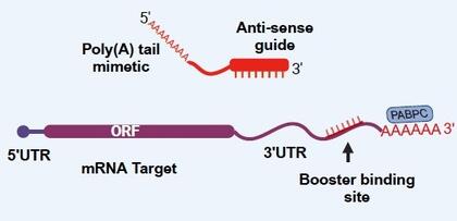 Illustration of the mRNA booster