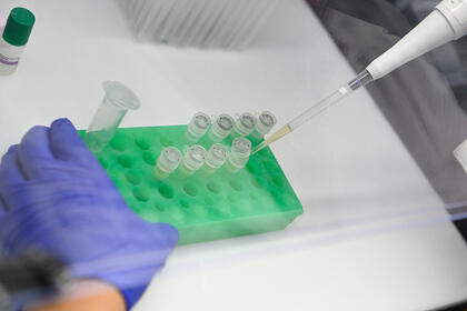 A hand wearing purple gloves pipes a yellowish liquid into test tubes beneath a hood