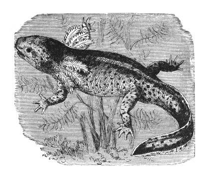 A scientific, black-and-white illustration of an axolotl.