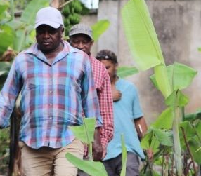 Three people walk single file amongst green plants