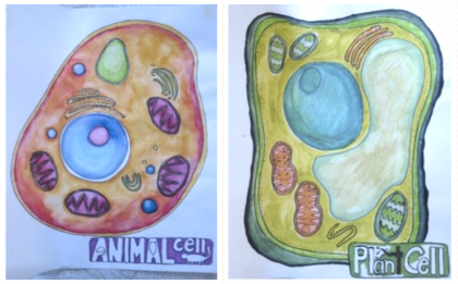 Images of plant and animal cells drawn by students