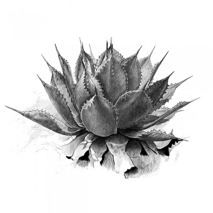 A pencil sketch of the agave plant