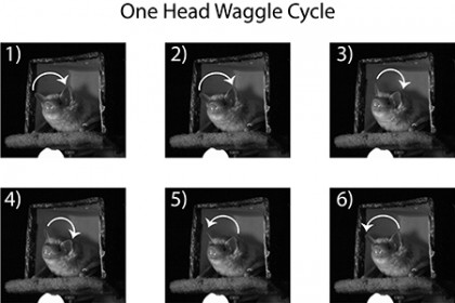 A six-part image shows the six stages of a bat's head waggle: left to right movements four times in a row, followed by two right to left movements