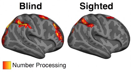 Image shows two brains, one of blind subjects and one of sighted subjects. In the brains of blind subjects, more number processing activity is recorded than in sighted subjects