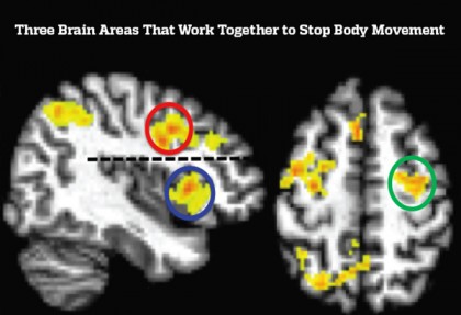 Image shows a bisection view of the brain and a view of the brain from the top with colored images showing where activity takes place