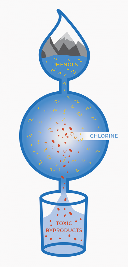 Infographic shows phenols in the water supply mixing with chlorine to create toxic byproducts