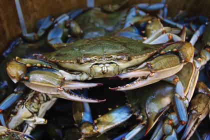 A pile of blue crabs