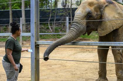 An elephant zookeeper holds a scented pad out to an elephant to sniff