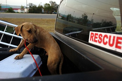 A dog is rescued in Louisiana