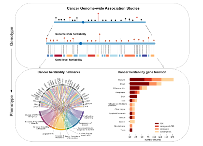 Graphes of cancer genome-wide association studies, cancer heritability hallmarks, and cancer heritability gene function