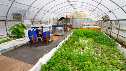 hydroponic plants inside greenhouse