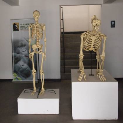 Side-by-side skeletons of a gorilla and a human
