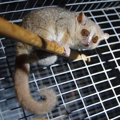The lemur sits on a bar in a cage. It is small and hunched and has a long curling tail.