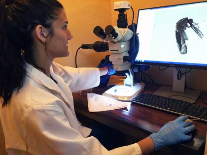 Jordan Hoffman examines a mosquito under a microscope