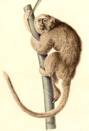 An artist's rendering depicts a furry tan monkey clinging to a tree branch