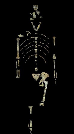 3.2 million-year-old human ancestor Lucy was a tree climber, new ...