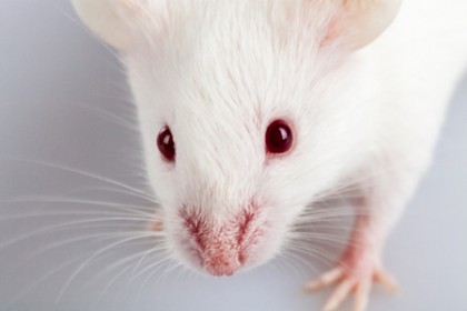 Mice whiskers yield clues to memory formation, Johns Hopkins ...