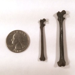 Image shows two fossilized femur bones beside a quarter to show the small scale of the spindly. small bones. They are about twice the length of the quarter.