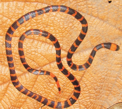 Redtail coral snake